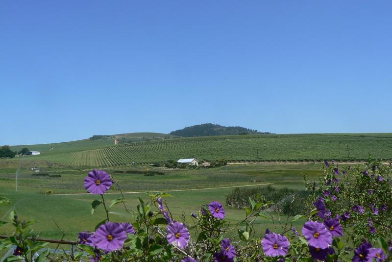 65 REGIONE DEI VIGNETI